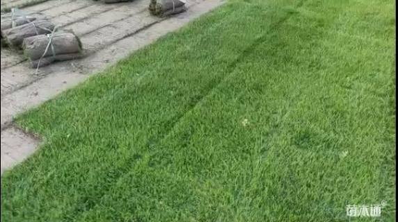 草卷状果岭草
