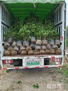 高度150厘米火山榕