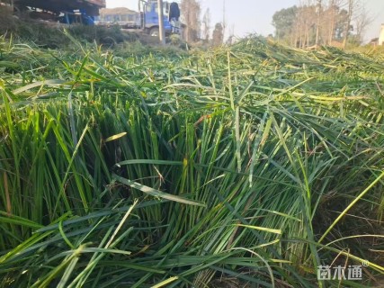 高度30厘米吉祥草