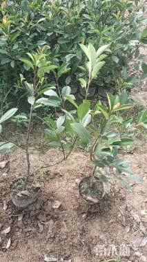 0.3公分红叶石楠