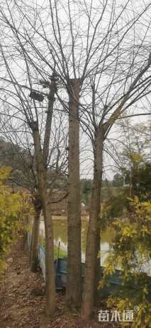 60公分紫薇花瓶