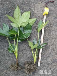 高度20厘米金边吊兰