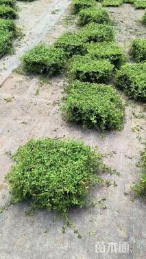 高度10厘米姬岩垂草