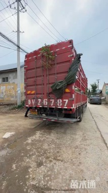 高度40厘米超级鼠尾草