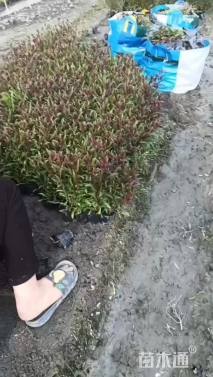 高度30厘米千鸟花