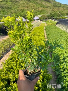 高度30厘米米兰