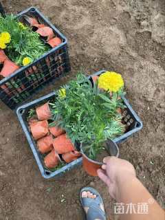 高度17厘米万寿菊