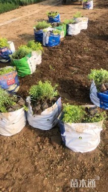 高度25厘米金山绣线菊