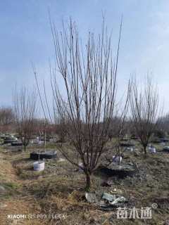 14公分紫叶李