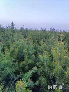 高度2000厘米白皮松