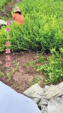 高度50厘米胶东卫矛