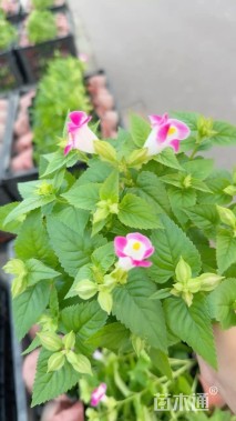 高度10厘米夏堇