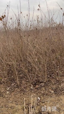 高度150厘米丛生金银木