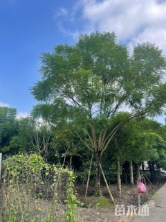 23公分蓝花楹