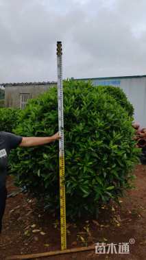 高度80厘米非洲茉莉球