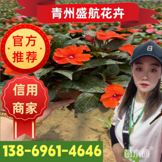 高度20厘米凤仙花