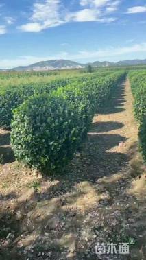 高度100厘米卫矛球