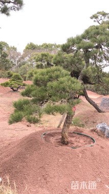 高度230厘米古松