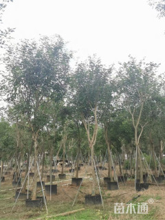 12公分黄花风铃木