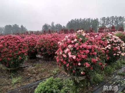 冠幅60厘米月季花球