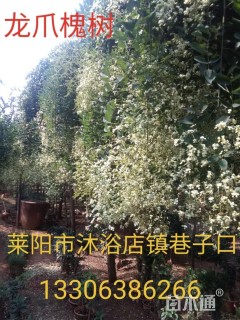 8公分龙爪槐
