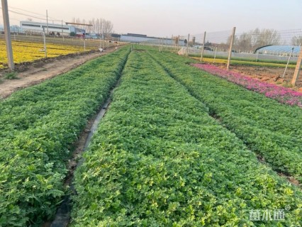 高度15厘米委陵菜