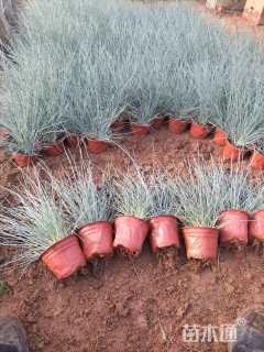容器苗蓝羊茅