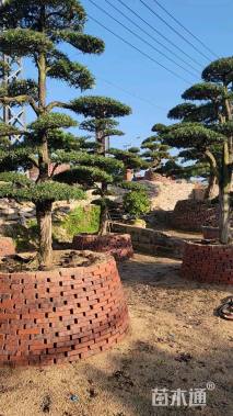 18公分造型日本罗汉松