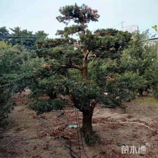 20公分罗汉松