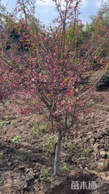 7公分垂丝海棠