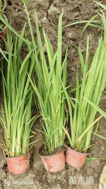 高度30厘米黄菖蒲