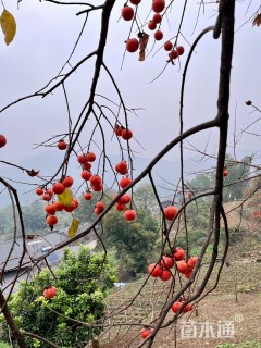 10公分桂花