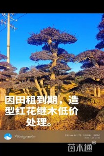 20公分造型红花继木桩