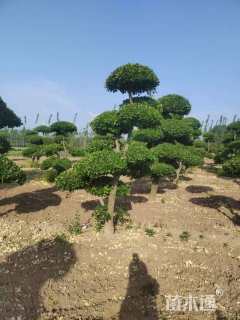 40公分造型卫矛