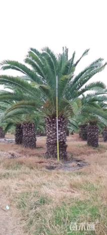 裸干高80厘米海枣