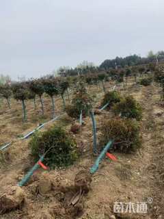 4公分嫁接树状月季