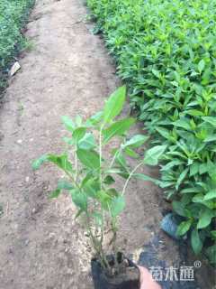 高度26厘米宿根福禄考