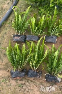 高度30厘米胶东卫矛