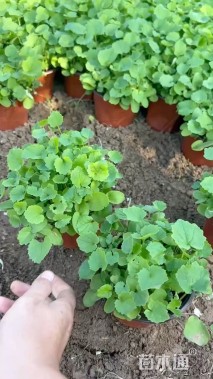 高度20厘米二月兰