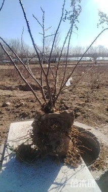 高度50厘米黄刺玫