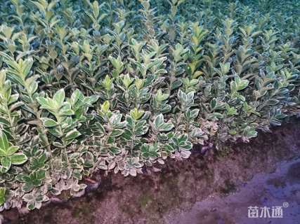 高度40厘米金边黄杨