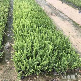 高度20厘米排骨草