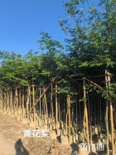 5公分黄花梨