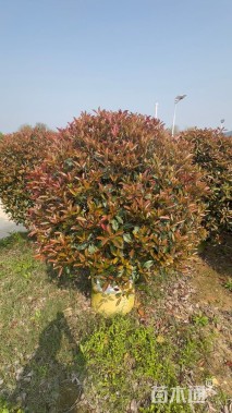 冠幅150厘米红叶石楠球