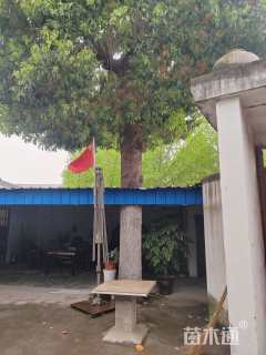 150公分香樟
