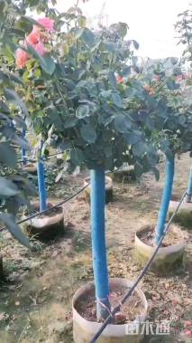 高度150厘米月季