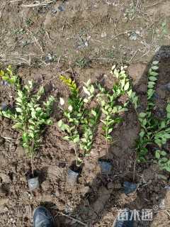 高度40厘米金森女贞