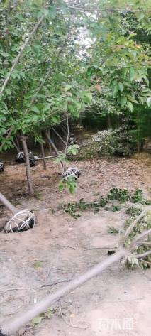 4公分垂丝海棠