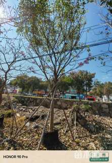 10公分紫花风铃木