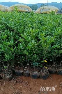 高度40厘米海桐